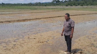 Banjir Rendam Aceh Timur, 77 Hektare Sawah Terancam Puso!