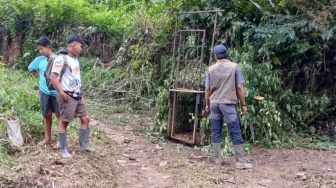 BKSDA Sumbar Pasang Kandang Jebak Evakuasi Harimau Sumatera yang Serang Ternak Warga Agam