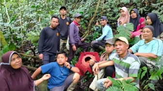 Rafflesia Arnoldii Mekar Sempurna di Titik Baru di Agam