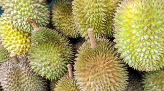 Ribuan Durian Dijarah Warga Usai Kendaraan Alami Kecelakaan, Netizen: Jahat Banget!