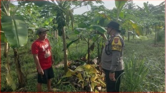 Berkat Pisang Cavendish Dan Pepaya California, Petani di Ubud Ini Tak Lagi Pusing Biaya Upakara