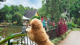 Rumah Guguk Bandung, Tempat Wisata Terbaik untuk Anjing Peliharaan Bermain