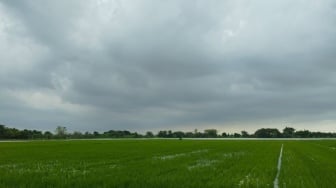 Ratusan Hektare Sawah di Kudus Terendam Banjir, Petani Terancam Gagal Panen!