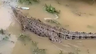 Warga Diterkam Buaya di Sungai Sendewo Meranti, Camat: Bukan Pertama Kali