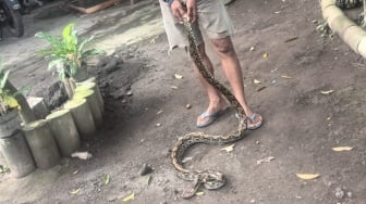 5 Kali Ular Masuk Rumah, Warga Sleman Resah, Ayam Jadi Santapan Empuk