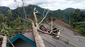 Potensi Hujan dan Angin Kencang, BPBD Garut Minta Warga Waspadai Pohon Tumbang