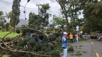 Sempat Terputus Akibat Pohon Tumbang, Petugas Pastikan Jalur Cianjur-Puncak Sudah Normal