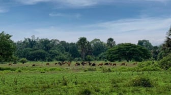 Menelusuri Kekayaan Alam Indonesia di Taman Nasional Alas Purwo Banyuwangi