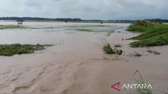 Ribuan Hektare Sawah di Lampung Selatan Terendam Banjir, Petani Terancam Gagal Panen