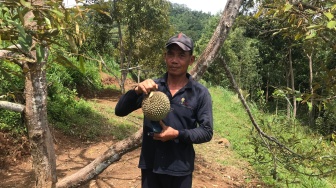 Mengenal Durian Duri Hitam Nglanggeran: Mahal dan Bisa Digadaikan Rp24 Juta per Pohon