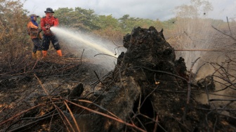 Petugas Badan Penanggulangan Bencana Daerah (BPBD) Aceh Barat berusaha memadamkan api dengan metode penyekatan saat kebakaran hutan dan lahan (karhutla) di kawasan lahan gambut Desa Leuhan, Johan Pahlawan, Aceh Barat, Aceh, Sabtu (15/2/2025). [ANTARA FOTO/Syifa Yulinnas/nym]