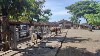 PMK Belum Selesai, Kasus Antraks Kembali Muncul di Gunungkidul, Kalurahan Menutupi