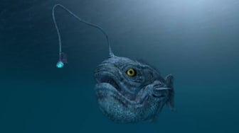 Ciri-ciri Ikan Anglerfish, Penghuni Laut Dalam yang Muncul ke Permukaan