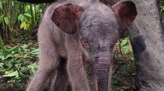 Bayi Gajah Sumatera Lahir di Aceh, Populasi Kritis Bertambah!