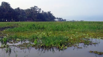 Kementan Minta Pemkab PPU Optimalkan Lahan Rawa untuk Suplai Pangan IKN