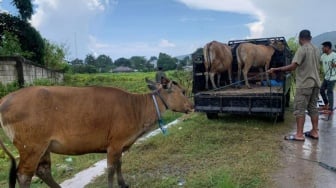 Ternak yang Dilepasliarkan di Jalanan Labuan Bajo Bisa Dijual Bila Pemilik Tak Mengurus