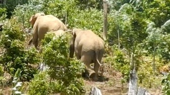 Kisah Warga Aceh Sukarela Tangani Konflik Gajah