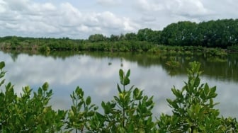 Hutan Mangrove Lestari, Ekonomi Masyarakat Adat Kaltim Kuat Berkat Beasiswa Kemitraan Baznas