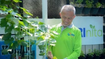 Lahan Sempit, Hasil Melimpah! Kisah Sukses Urban Farm Dukungan BRI Peduli