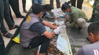 Harimau di Rokan Hulu Dikuliti dan Dicincang lalu Dijual di Pasar Gelap