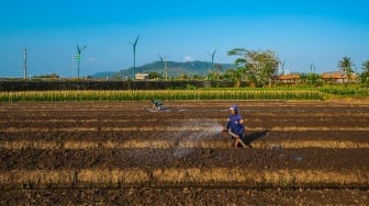 Dukung Ketahanan Pangan Nasional, BRI Salurkan Rp11,57 Triliun KUR untuk Petani