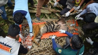 Dokter hewan dan tim gabungan mengevakuasi seekor harimau sumatera (Panthera tigris sumatrae) yang telah dibius di hutan Nagari Tigo Balai, Matur, Agam, Sumatera Barat, Rabu (12/3/2025). [ANTARA FOTO/Iggoy el Fitra/Spt