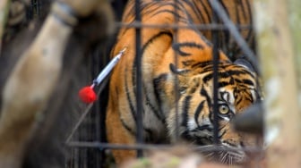 Seekor harimau sumatera (Panthera tigris sumatrae) ditembak bius saat terperangkap di kandang jebak di hutan Nagari Tigo Balai, Matur, Agam, Sumatera Barat, Rabu (12/3/2025). [ANTARA FOTO/Iggoy el Fitra/Spt]