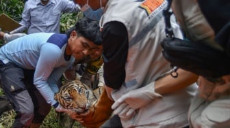 Dokter hewan dan tim gabungan mengevakuasi seekor harimau sumatera (Panthera tigris sumatrae) yang telah dibius di hutan Nagari Tigo Balai, Matur, Agam, Sumatera Barat, Rabu (12/3/2025). [ANTARA FOTO/Iggoy el Fitra/Spt]