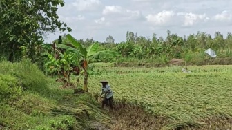 Luas Masa Tanam Kedua Turun Drastis, Dinas Pertanian Gunungkidul Sebut Karena Persoalan Air