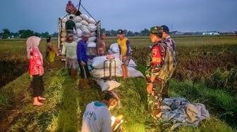 Serapan Gabah BULOG Capai 300.000 Ton, Siap Hadapi Panen Raya 2025