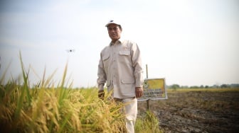 Mentan Amran Panen dan Serap Gabah di Gresik: Petani Bahagia, Terima Kasih Presiden Prabowo