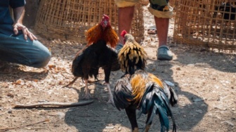 Polisi Gempur Judi Sabung Ayam di Selaawi Garut, Arena Ilegal Kini Rata dengan Tanah