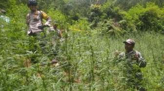 Geger Ladang Ganja di Bromo, Legislator PDIP Soroti Pengawasan Lemah: Ini Alarm Buat Pemerintah