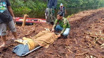 Sempat Serang Pekerja hingga Tewas, Harimau di Pelalawan Akhirnya Dievakuasi