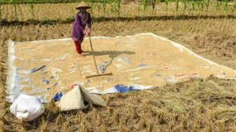 La Nina Ancam Panen Raya Petani, Waka Komisi IV DPR Desak Pemerintah Lakukan Hal Ini