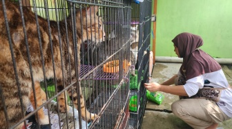 Kisah Rumah Difabel Meong Solo: Sahabat Terbaik Kucingmu Saat Kamu Mudik