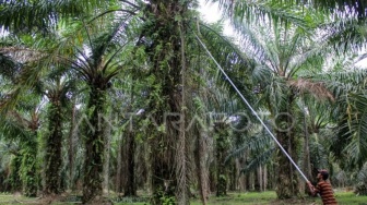 Pemprov Sumut Target Peremajaan Sawit Rakyat 11.000 Hektare, Ini Alasannya