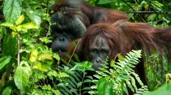 Rahasia Hidup Sehat Ala Orangutan Kalimantan, Bisa Ditiru Manusia!