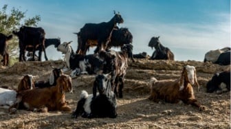 Lebih Afdol Kurban Kambing atau Sapi? Ini Panduan Lengkapnya Berdasarkan Fiqih