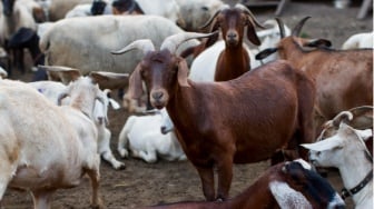 Daftar Harga Kambing Kurban Idul Adha 2025, Jangan Kaget Ini Bocorannya!