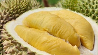 Promo Diamond Soma Hadirkan Musang King & Black Thorn Berkualitas Premium