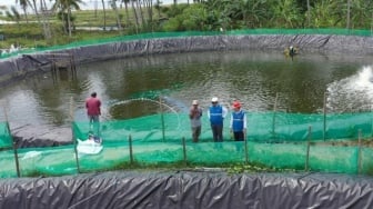 Listrik Hijau Pangkas Biaya Tambak Udang 70 Persen, Petani Banjir Cuan!