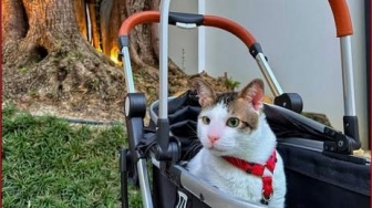 Baju Kucing Sultan Bobby Kertanegara Dileleng Seharga Rp 12 Juta, Sosok Ini Pemenangnya