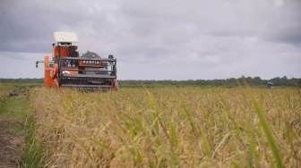 6,6 Ton per Hektare, PPU Catat Lonjakan Panen Jelang Pemindahan IKN
