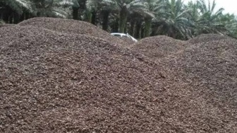 Loading Cangkang Sawit Disetop, Sopir Wajib Bayar ke Pejabat Kampung?