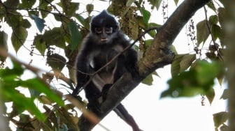 Komitmen Hijau di Wilayah Operasi, PHR Rajut Asa Habitat Lutung Kokah