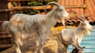 Update Harga Kambing Kurban 2025, Cek Dulu Sebelum Beli Biar Nggak Tekor!