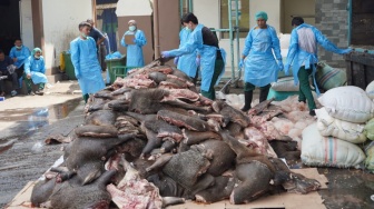 Penyelundupan Daging Celeng 2,9 Ton Asal Sumatra Terungkap, Diamankan di Pelabuhan Merak