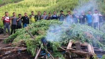 TNI Musnahkan Tiga Hektare Ganja di Gayo Lues Aceh