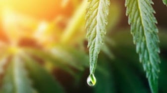 Ladang Ganja di Kaki Gunung Kerinci Terbongkar, 19 Batang Siap Panen Diamankan